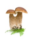 Double mushroom on white background Royalty Free Stock Photo