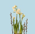 Double narcissus (daffodil) Bridal Crown and willow branches