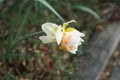 Double Narcissus \