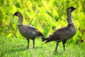 Double the Nene Birds