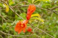 Open Flowers Of Pomegranate Tree Royalty Free Stock Photo