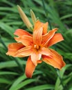 Double Orange Hemerocallis.