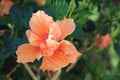 Double Orange Hibiscus flower