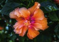 Double Orange Tropical Hibiscus Flower Florida