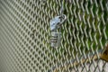Double padlocks on a fence of a bridge.. Royalty Free Stock Photo