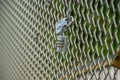 Double padlocks on a fence of a bridge..