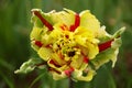 Tulips flaming parrot double in bloom