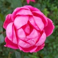 Double petal pink knockout rose