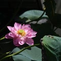 Double petal pink lotus in sunny morning