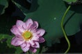 Double petal pink lotus in sunny morning