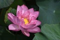 Double petal pink lotus in sunny morning Royalty Free Stock Photo