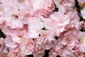 Double pink azalea flowers texture background