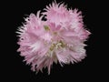 Double Pink Carnation macro