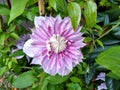 Clematis 'Josephine'