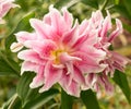 Double Pink Oriental Lily Unfurling Royalty Free Stock Photo