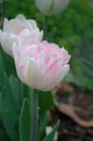 Beautiful double soft pink tulip Mariage Royalty Free Stock Photo