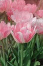Beautiful double soft pink tulip Angelique Royalty Free Stock Photo