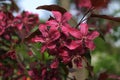 Double pink plum blossoms, Prunus cerasifera