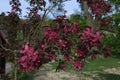 Double pink plum blossoms, Prunus cerasifera