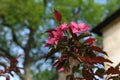 Double pink plum blossoms, Prunus cerasifera