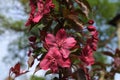 Double pink plum blossoms, Prunus cerasifera