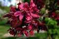 Double pink plum blossoms, Prunus cerasifera