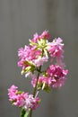 Double pink soapwort