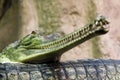 Double portrait of The gharials ,Gavialis gangeticus lying on each other.