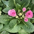 Double Primrose, light pink PRIMLET, top view.