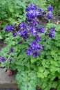 Double purple flowers of Aquilegia vulgaris Royalty Free Stock Photo