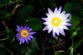 Double purple lotus blooming flower in spring season