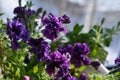 Double purple petunia flowers. Balcony flowering plant Royalty Free Stock Photo