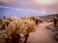 Double rainbow over Cholla Cactus Garden, Joshua Tree