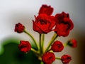 Terry red geranium flowers on a blurry background Royalty Free Stock Photo