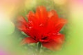 Double red peony tulip Emblazon Royalty Free Stock Photo