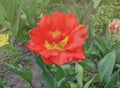 Double red peony tulip Emblazon Royalty Free Stock Photo