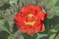 Double red peony tulip Red Princess Royalty Free Stock Photo