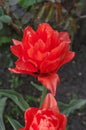 Double red peony tulip Red Princess Royalty Free Stock Photo