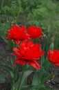 Double red peony tulip Red Princess Royalty Free Stock Photo