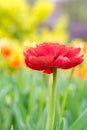 Double Red Tulip Royalty Free Stock Photo