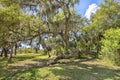 Double Rooted Oak Tree