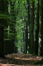 Double row of Beeches Royalty Free Stock Photo