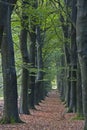 Double row of old beeches Royalty Free Stock Photo