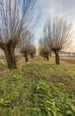 Double row of old pollard willows Royalty Free Stock Photo