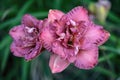 Double ruffled raspberry pink daylilies closeup.