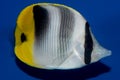 Double Saddle Butterflyfish