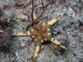 Double Sea Star Iconaster longimanus