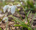 Double snowdrop (Galanthus nivalis) Flore Pleno