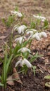 Double snowdrop (Galanthus nivalis) Flore Pleno