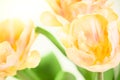 Double soft yellow tulips on a white background. Spring tulips bouquet isolated. Tulips close up.